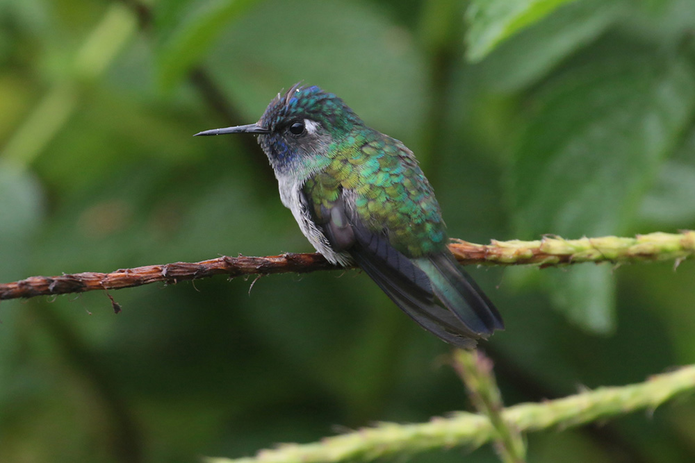 Violet-headed Hummingbird